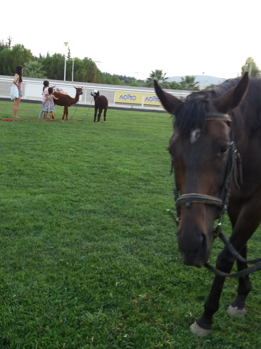 Πλούσιο θέαμα και μεγάλα κέρδη στο Markopoulo Park