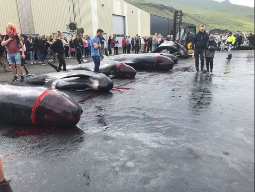 Η θάλασσα βάφτηκε κόκκινη στα νησιά Φερόε: Σφάζουν φάλαινες για το κρέας τους