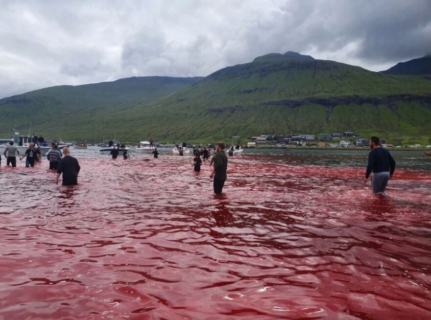 Η θάλασσα βάφτηκε κόκκινη στα νησιά Φερόε: Σφάζουν φάλαινες για το κρέας τους