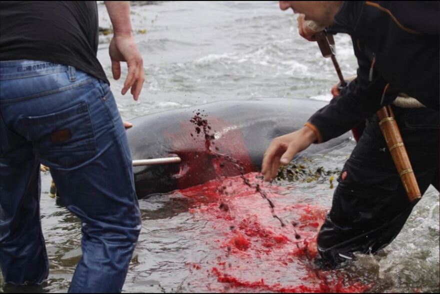 Η θάλασσα βάφτηκε κόκκινη στα νησιά Φερόε: Σφάζουν φάλαινες για το κρέας τους