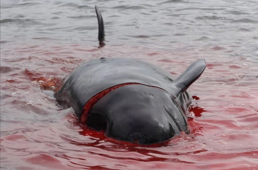 Η θάλασσα βάφτηκε κόκκινη στα νησιά Φερόε: Σφάζουν φάλαινες για το κρέας τους