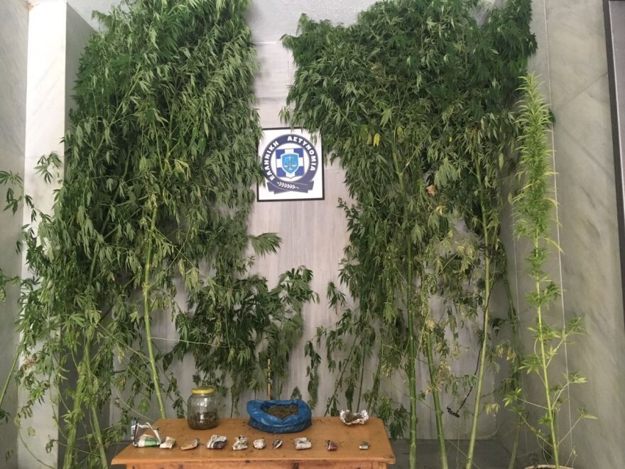 Γιγάντια χασισόδεντρα σε φυτεία στην Πέλλα