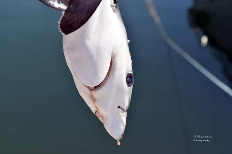 Θράκη: Μικρός καρχαρίας εντοπίστηκε στο λιμάνι του Φαναρίου