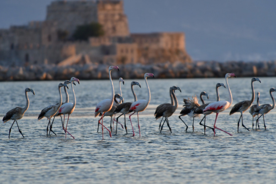Φωτογραφίες: Το Ναύπλιο γέμισε με φλαμίνγκο 