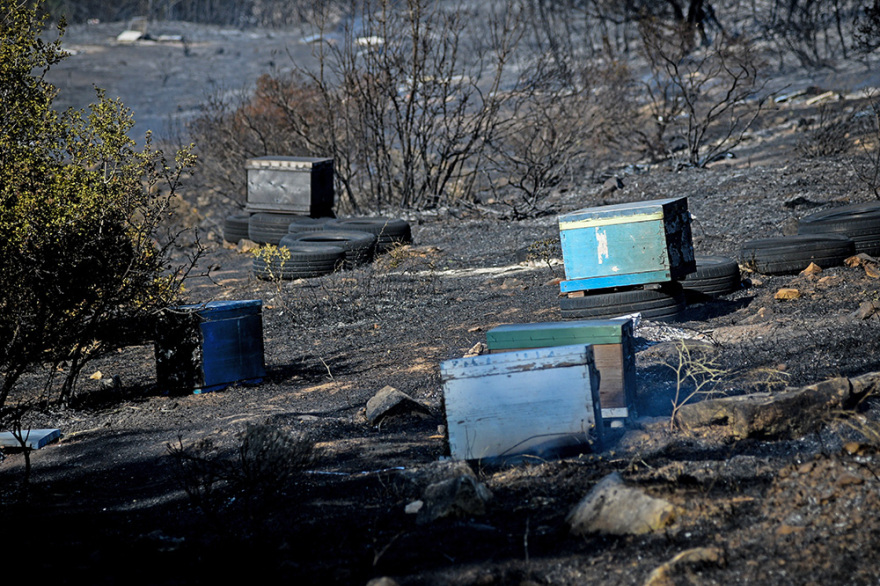 Ξέσπασαν 59 φωτιές σε ένα 24ωρο - Σε ύφεση όλα τα μέτωπα 