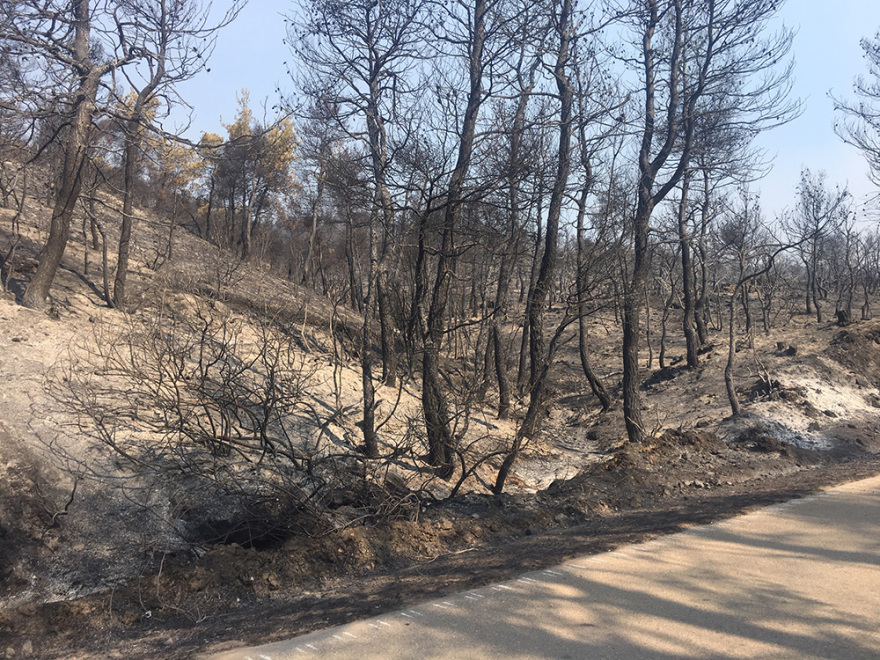 Εύβοια: Στάχτη 25.000 στρέμματα δάσους - Τεράστια η οικολογική καταστροφή