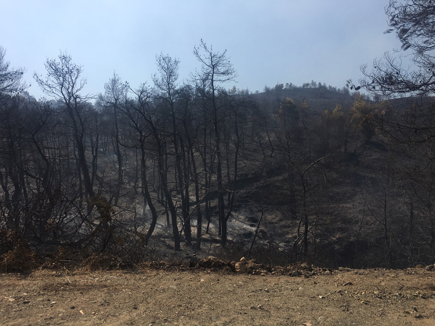Εύβοια: Στάχτη 25.000 στρέμματα δάσους - Τεράστια η οικολογική καταστροφή