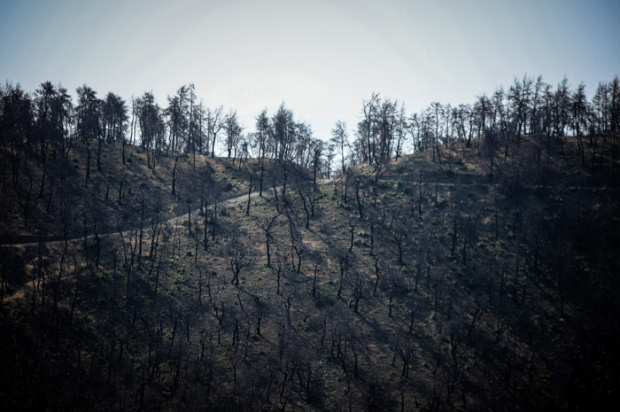 Φωτιά στην Εύβοια: Μέτωπο χιλιομέτρων από τις αναζωπυρώσεις - Αγωνία για την Πλατάνα