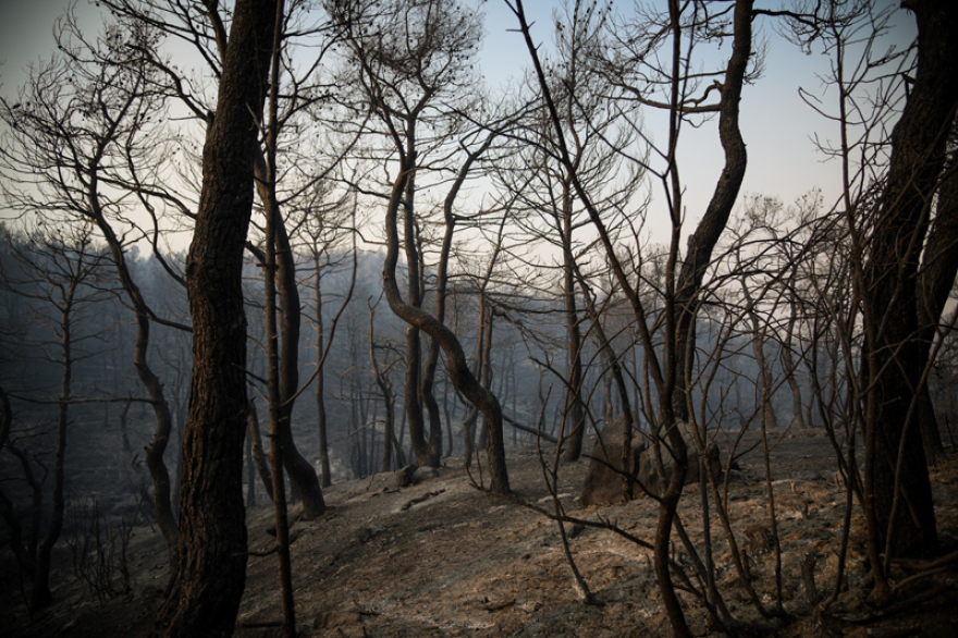 Εύβοια: Στάχτη 25.000 στρέμματα δάσους - Τεράστια η οικολογική καταστροφή