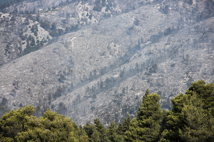 Φωτιά στην Εύβοια: Σαφείς ενδείξεις εμπρησμού - «Αμυνα» για τους οικισμούς οι ζώνες πυρασφάλειας 