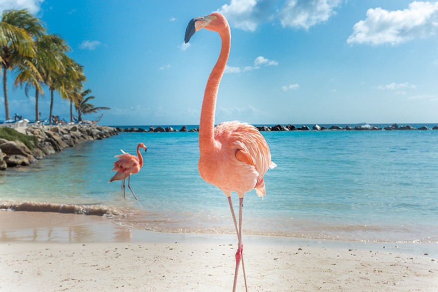 Φωτογραφίες: Οι 15 βασίλισσες της Καραϊβικής