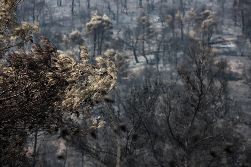 Φωτιά στην Εύβοια: Τα στοιχεία που «δείχνουν» εμπρησμό - Τρία τα ύποπτα άτομα