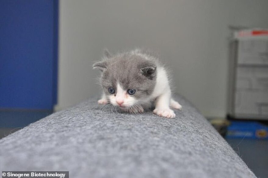 Εταιρεία στην Κίνα κλωνοποιεί γάτες και σκύλους!