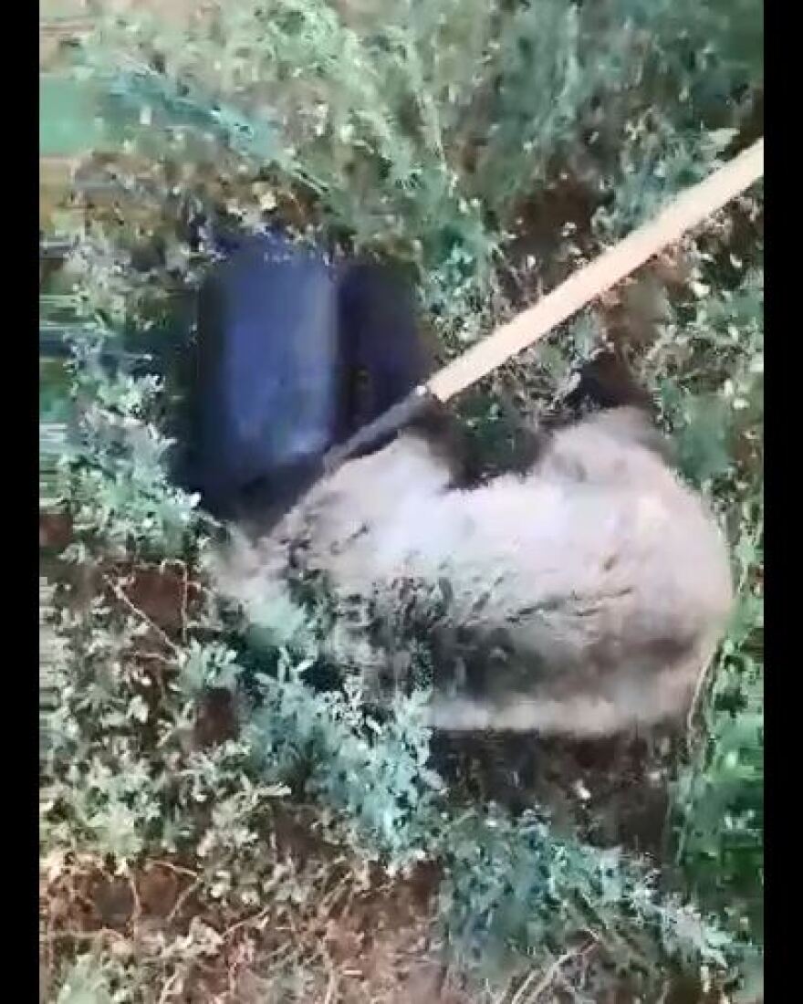 Φλώρινα: Κάτοικοι απεγκλώβισαν αρκουδάκι από πλαστικό βαρέλι