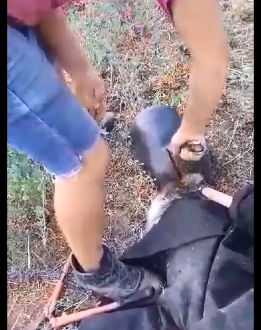 Φλώρινα: Κάτοικοι απεγκλώβισαν αρκουδάκι από πλαστικό βαρέλι