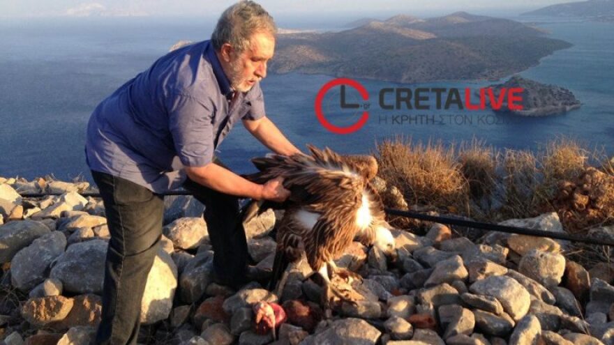 Κρήτη: Έσωσαν τον γύπα που είχε χάσει τον προσανατολισμό του