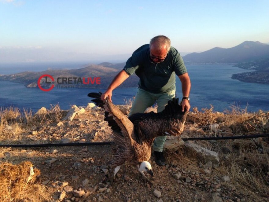 Κρήτη: Έσωσαν τον γύπα που είχε χάσει τον προσανατολισμό του