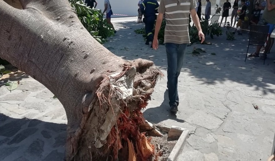 Πάρος: Δέντρο έπεσε στην είσοδο της Εκατονταπυλιανής και πλάκωσε άνθρωπο! 