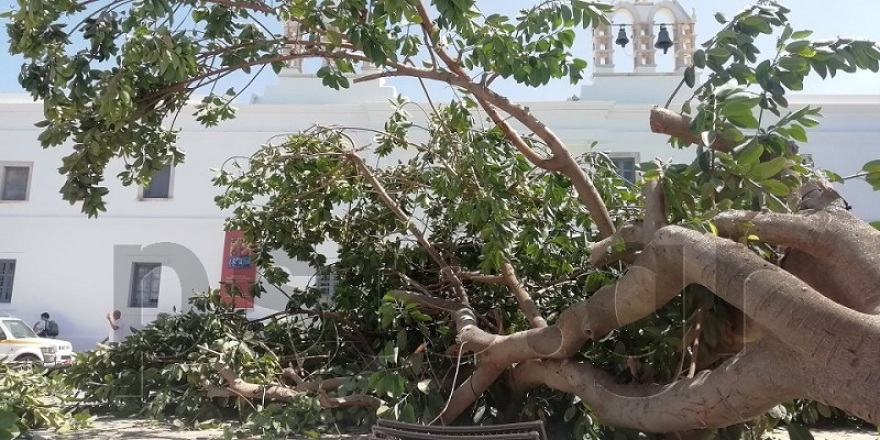 Πάρος: Δέντρο έπεσε στην είσοδο της Εκατονταπυλιανής και πλάκωσε άνθρωπο! 