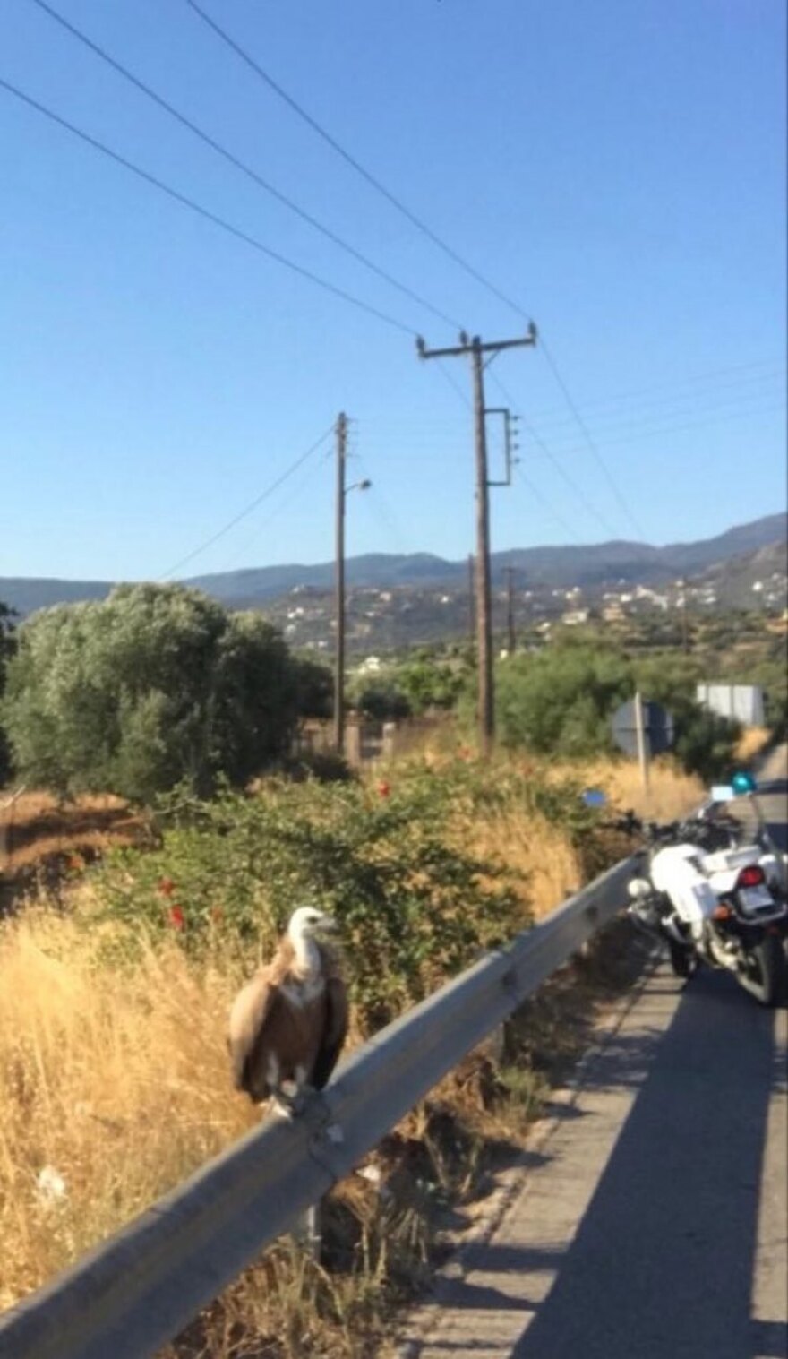 Κρήτη: Γυπαετός... παραβάτης «συνελήφθη» από την Τροχαία