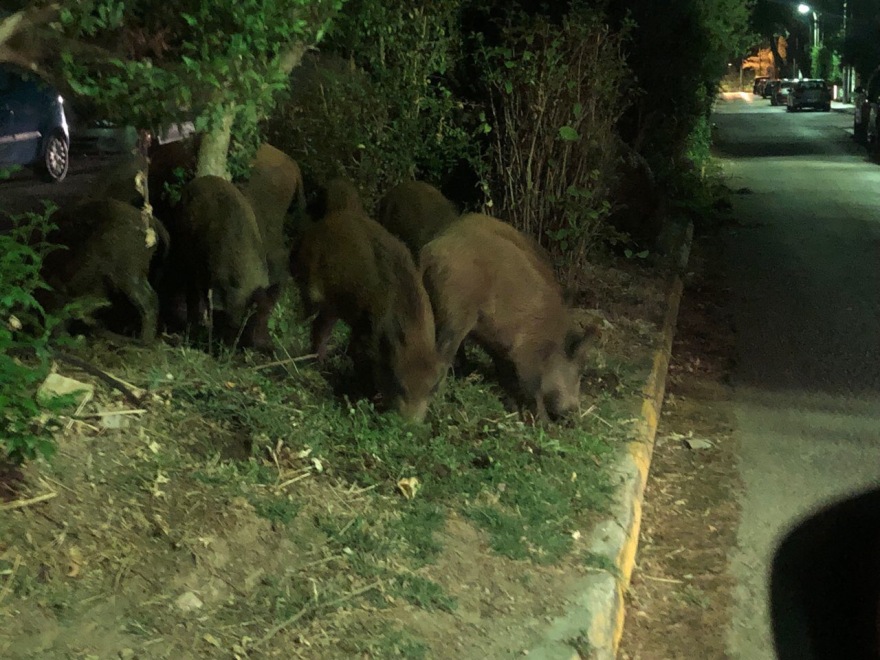 Έκρηξη στον πληθυσμό των αγριογούρουνων: Εφιάλτης με... επιδότηση