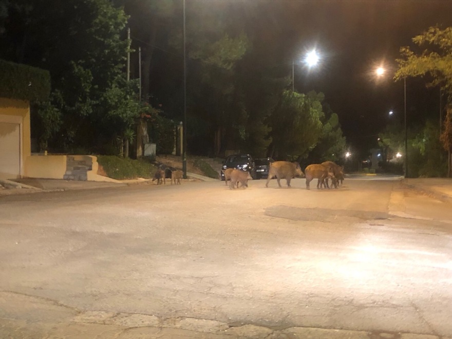 Έκρηξη στον πληθυσμό των αγριογούρουνων: Εφιάλτης με... επιδότηση