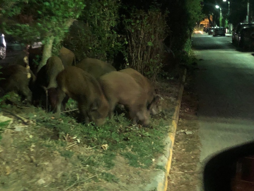 Έκρηξη στον πληθυσμό των αγριογούρουνων: Εφιάλτης με... επιδότηση