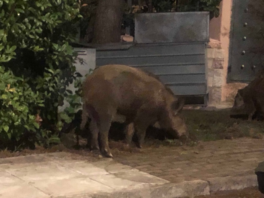 Έκρηξη στον πληθυσμό των αγριογούρουνων: Εφιάλτης με... επιδότηση