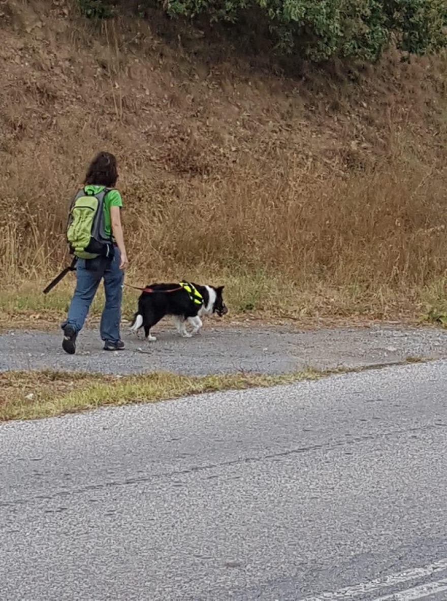 Εξόντωσαν 26 σκύλους με φόλες στην Φλώρινα - Τι καταγγέλλει ο Αρκτούρος