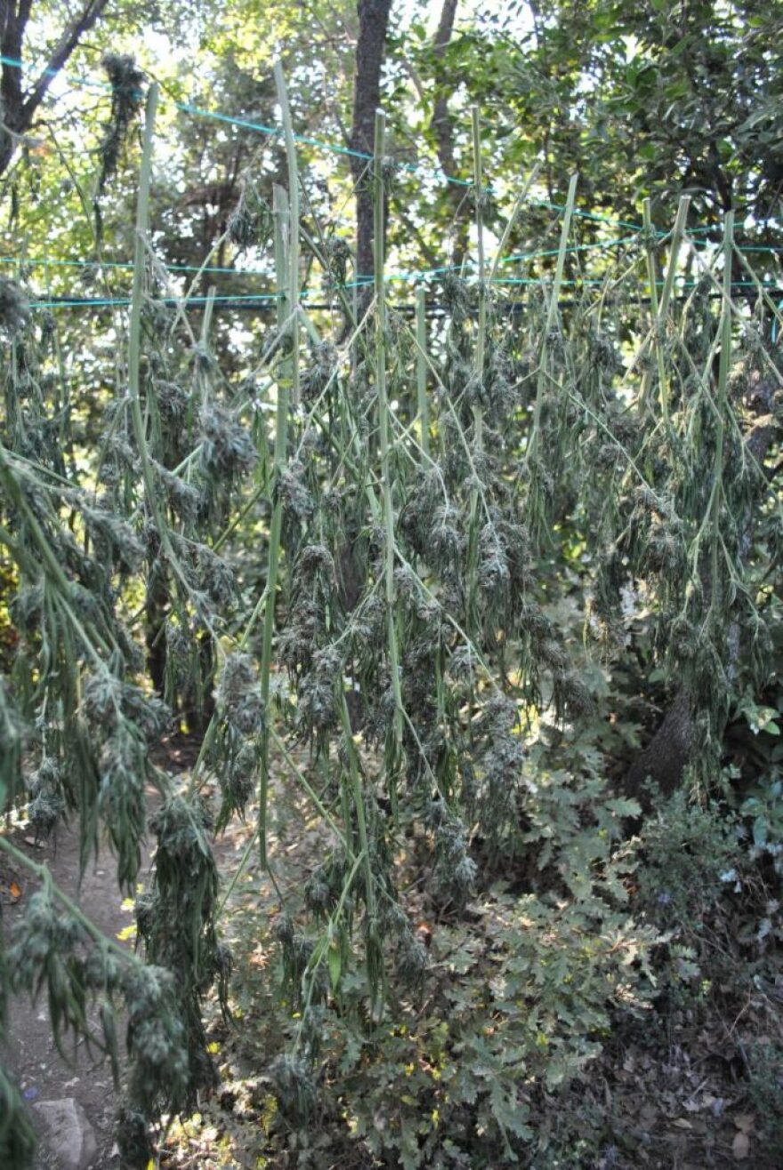 Χασισοφυτεία με 38 κιλά χασίς και 644 δενδρύλλια στην Φθιώτιδα