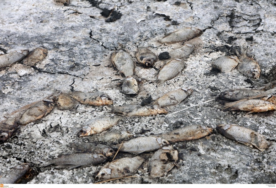 Φωτογραφίες από την Κορώνεια: Αργός θάνατος για το οικοσύστημα