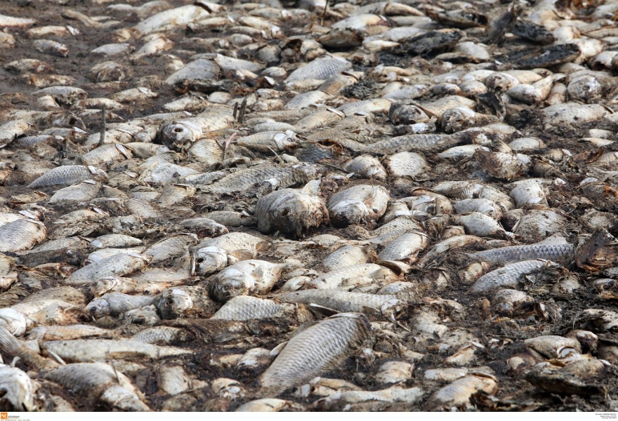 Φωτογραφίες από την Κορώνεια: Αργός θάνατος για το οικοσύστημα