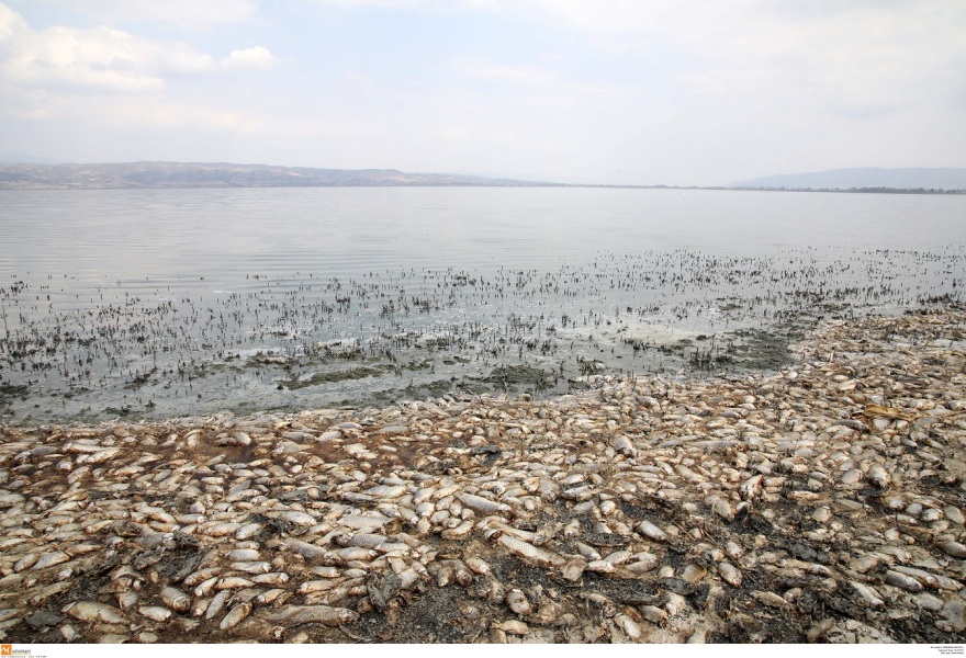 Φωτογραφίες από την Κορώνεια: Αργός θάνατος για το οικοσύστημα