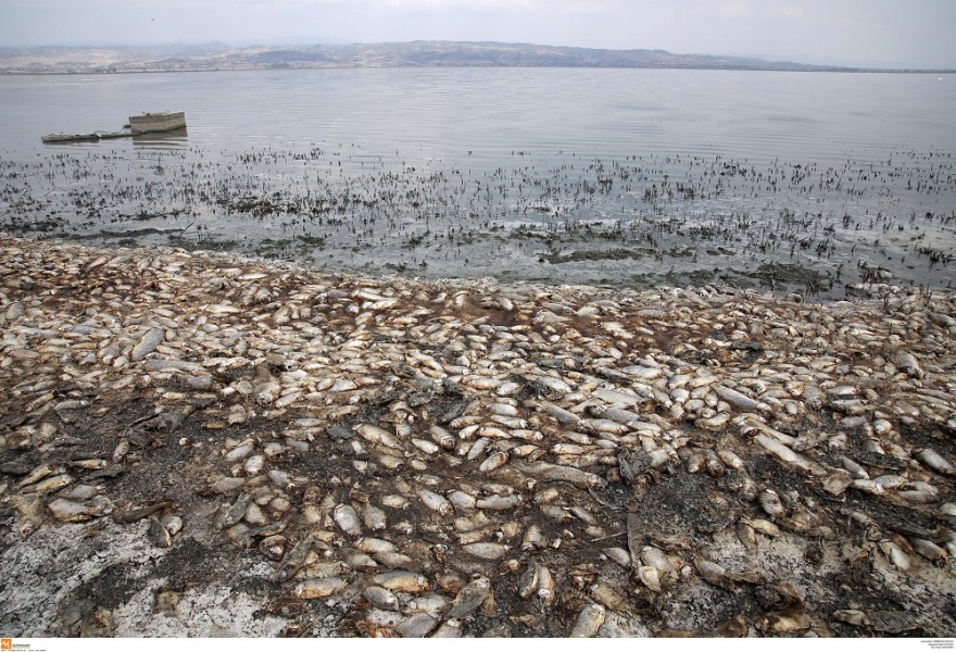 Φωτογραφίες από την Κορώνεια: Αργός θάνατος για το οικοσύστημα