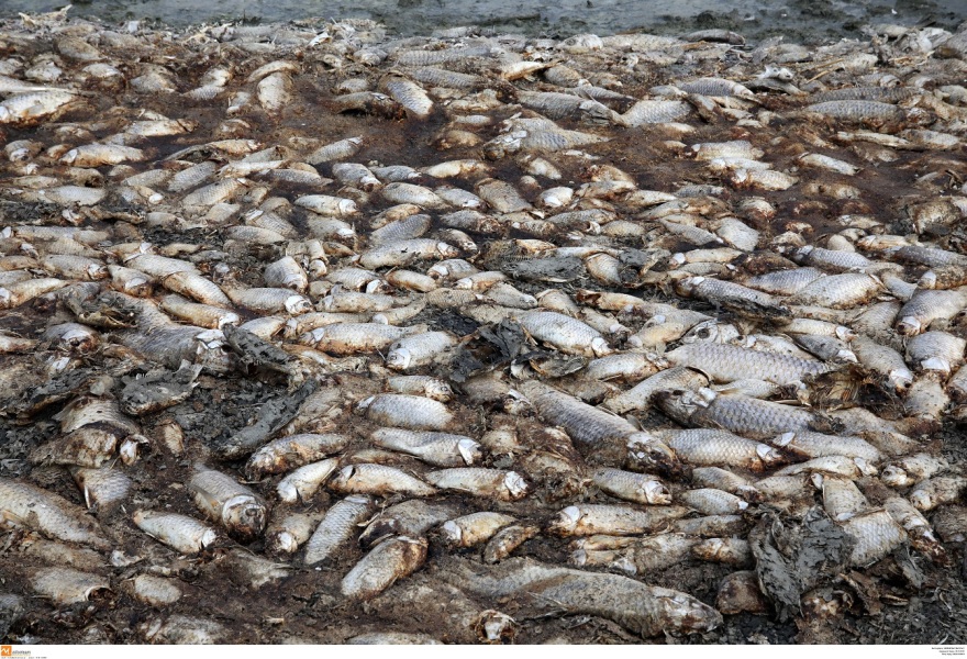 Φωτογραφίες από την Κορώνεια: Αργός θάνατος για το οικοσύστημα