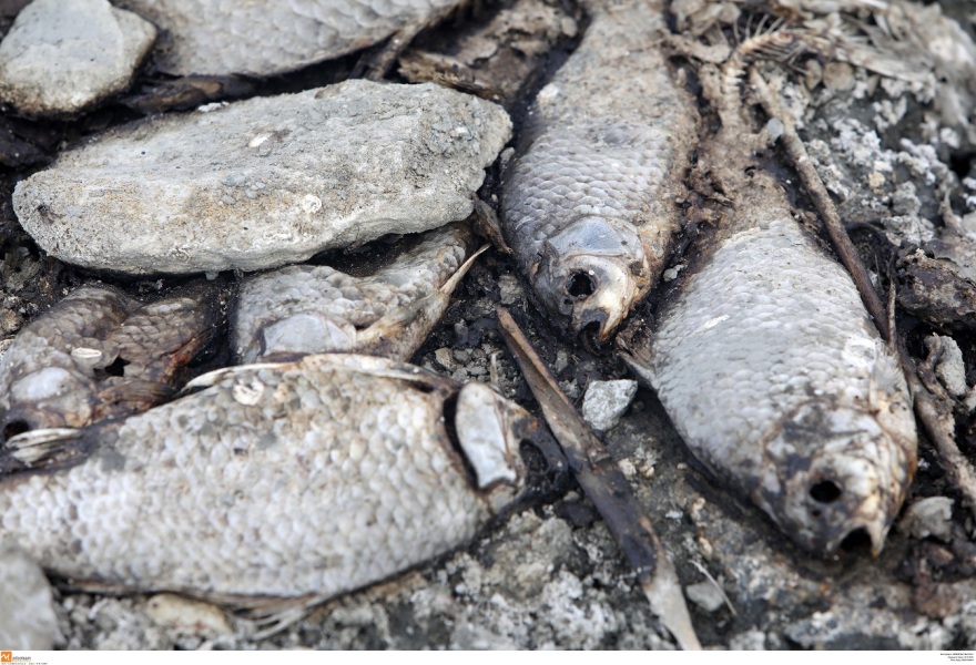 Φωτογραφίες από την Κορώνεια: Αργός θάνατος για το οικοσύστημα