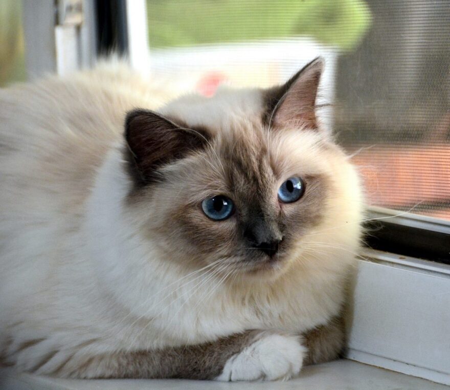 Γνωρίστε την ιερή γάτα Βιρμανίας με τη χρυσαφένια γούνα