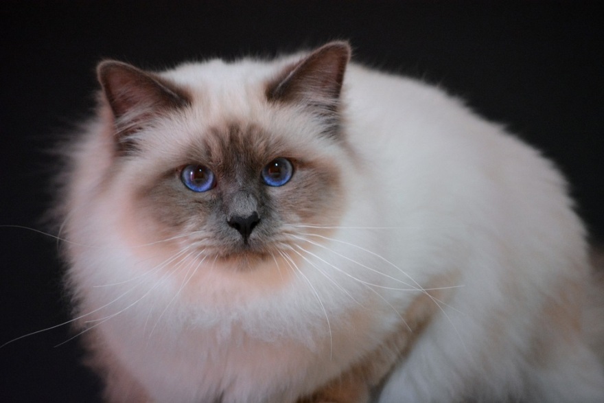 Γνωρίστε την ιερή γάτα Βιρμανίας με τη χρυσαφένια γούνα