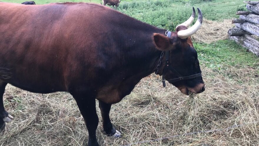 Τα... βόδια ήταν τα «ρομπότ» της Νεολιθικής εποχής