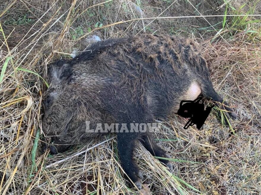 Φθιώτιδα: Αγριογούρουνο... εμβόλισε Ι.Χ το πρωί του Σαββάτου!