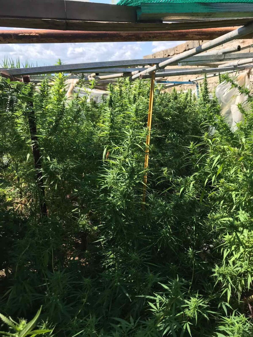 Αργολίδα: Δάσος από χασισόδεντρα σε αυλή σπιτιού!
