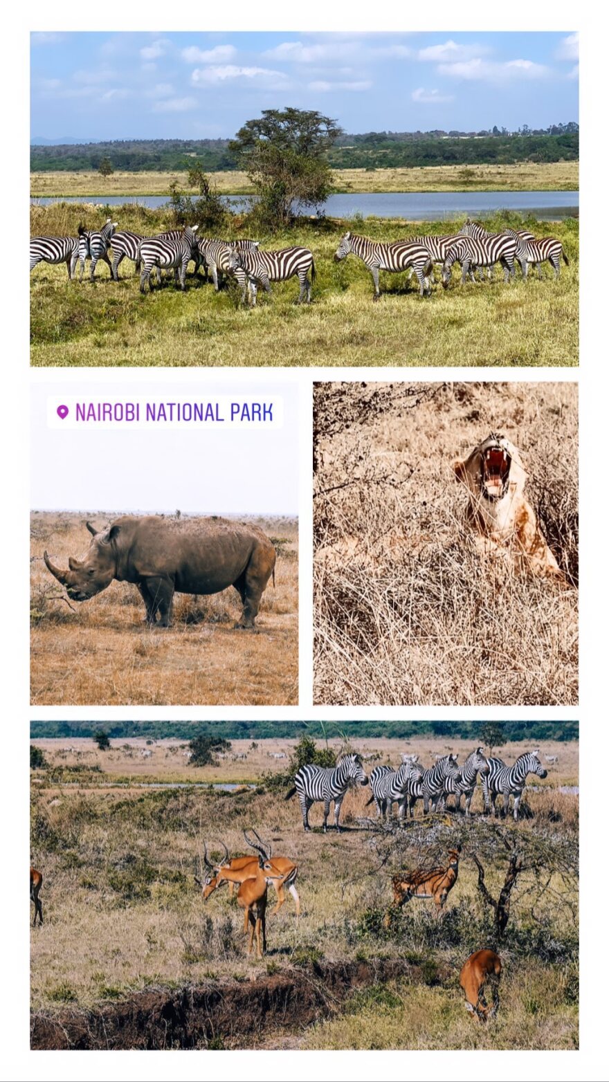 Χριστίνα Μπόμπα & Μαρίνα Βερνίκου: Οι κουμπάρες πήγαν Αφρική