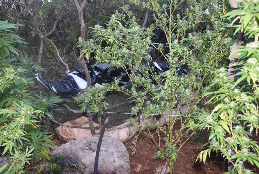 Εξαρθρώθηκε δίκτυο ναρκεμπόρων στη Μεσσηνία - Διακινούσαν  μεγάλες ποσότητες κάνναβης