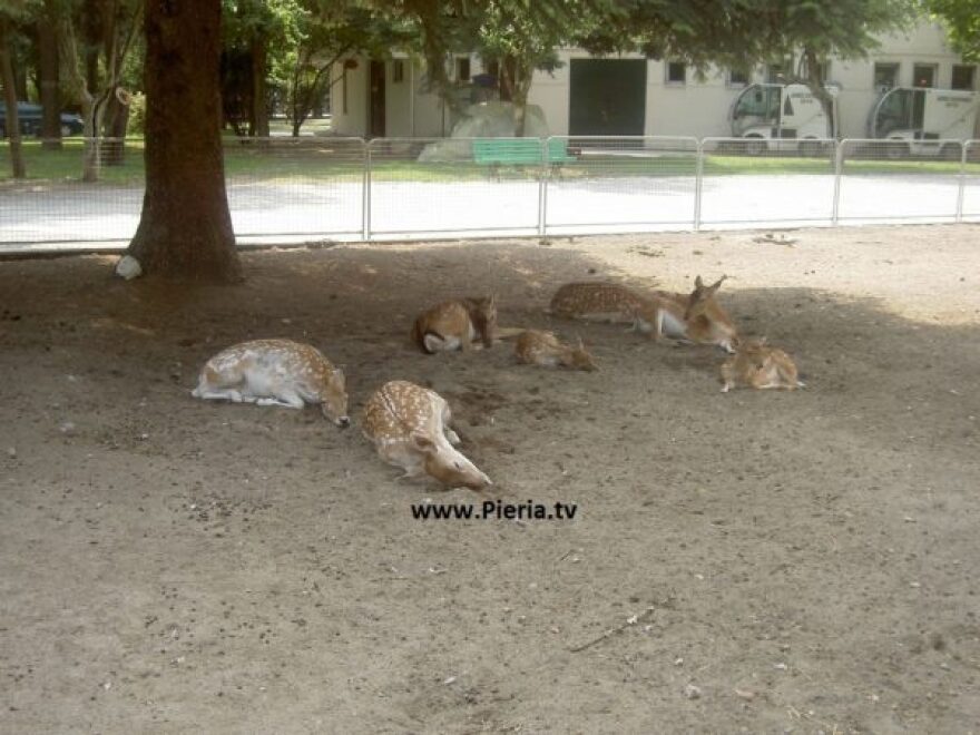 Κατερίνη: Μωρά ελαφάκια έγιναν βορά αδέσποτων σκύλων
