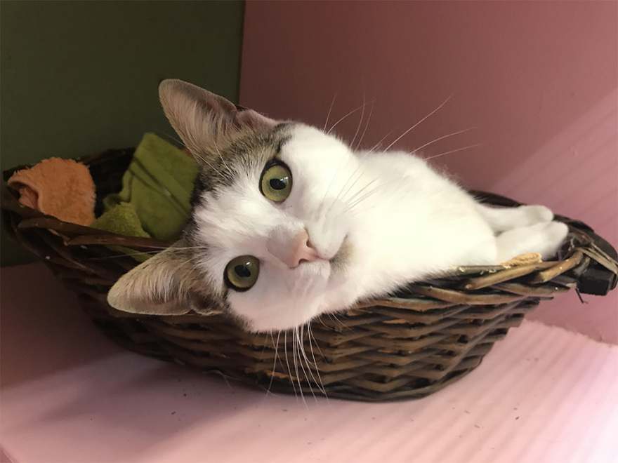 Πώς να επιλέξουμε ξενοδοχείο για το κατοικίδιό μας 