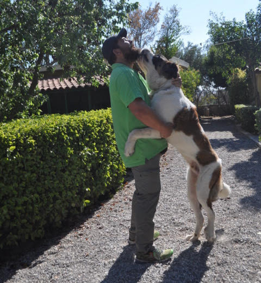 Πώς να επιλέξουμε ξενοδοχείο για το κατοικίδιό μας 