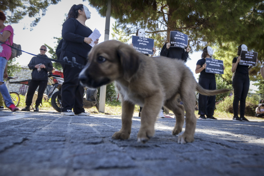 Παγκόσμια ημέρα των ζώων: Πορεία ενάντια στην κακοποίηση στο κέντρο της Αθήνας