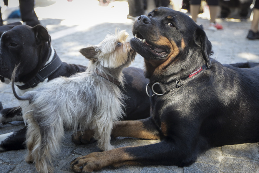 Παγκόσμια ημέρα των ζώων: Πορεία ενάντια στην κακοποίηση στο κέντρο της Αθήνας