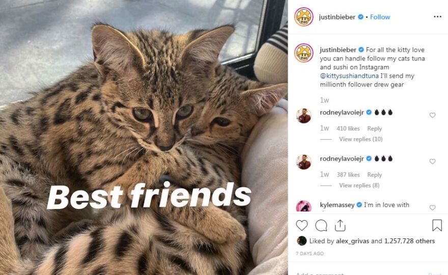 Τζάστιν Μπίμπερ κατά φιλόζωων: Βουλώστε το κι ασχοληθείτε με τα σοβαρά προβλήματα!