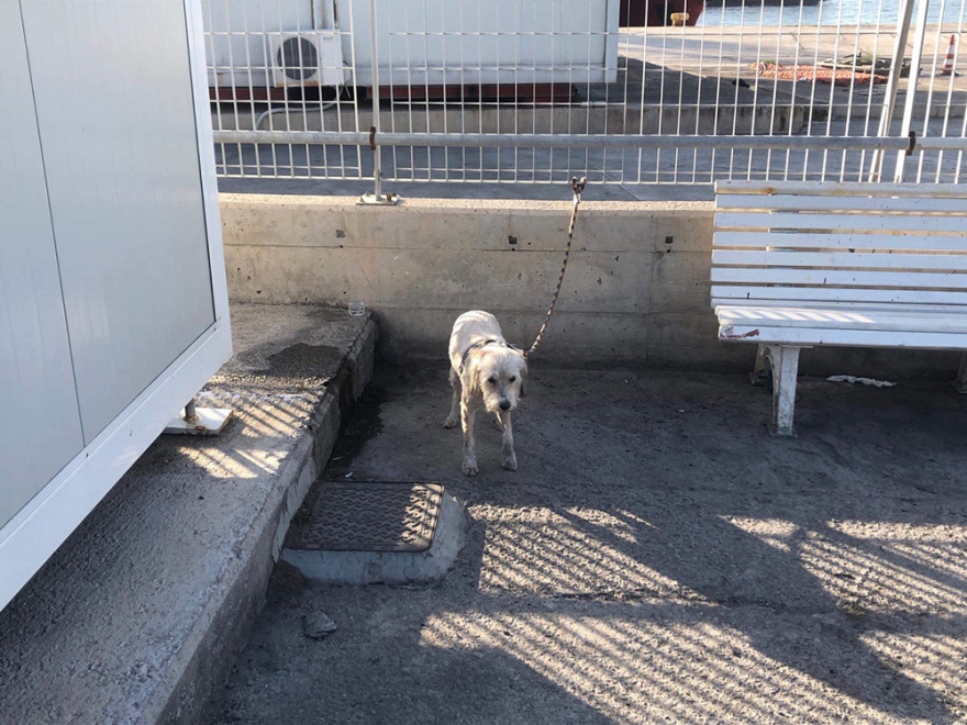 Θρίλερ: Νεκροί η μάνα και ο αδελφός του Παναγιώτη Μαυρίκου